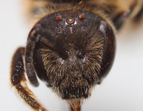 Lasioglossum sp.
